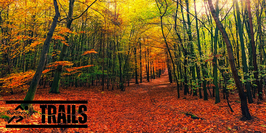 Delamere Forest Half Marathon & Marathon