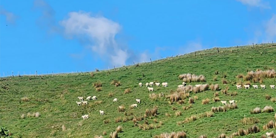 Gizzy Trail Run Series: Nicks Head Station - Maraetaha