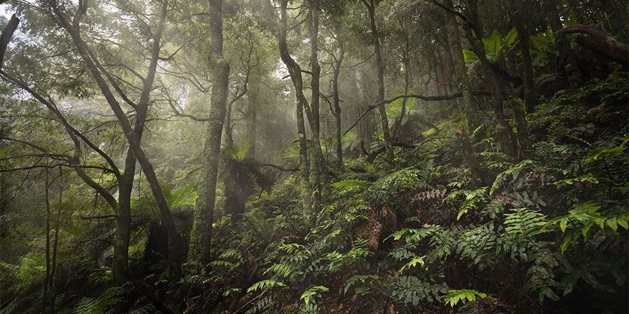 Great Forest Trail Marathon