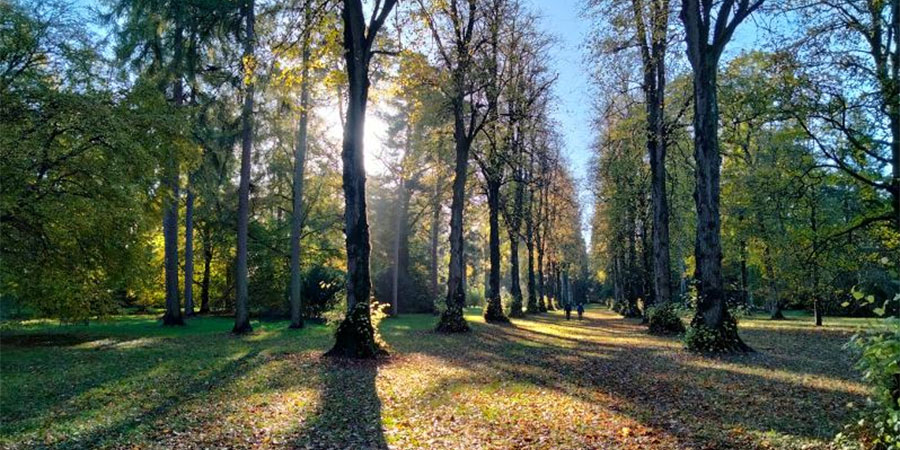 Westonbirt Arboretum Races Winter