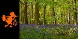 Dukeries 10
