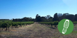 Barossa Run