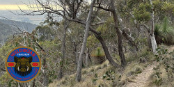 WildBoar Trail Run