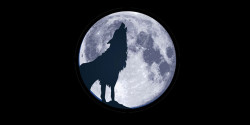 Wolf Moon Trail Half Marathon